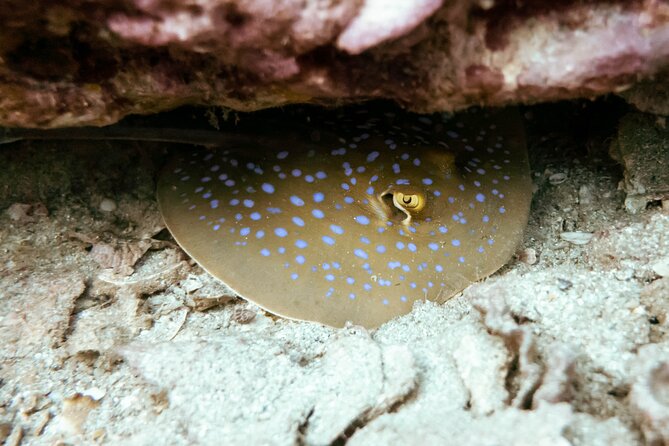 La Bombona Diving Koh Tao Try Dive - Price and Value: Is $96.80 Worth It?