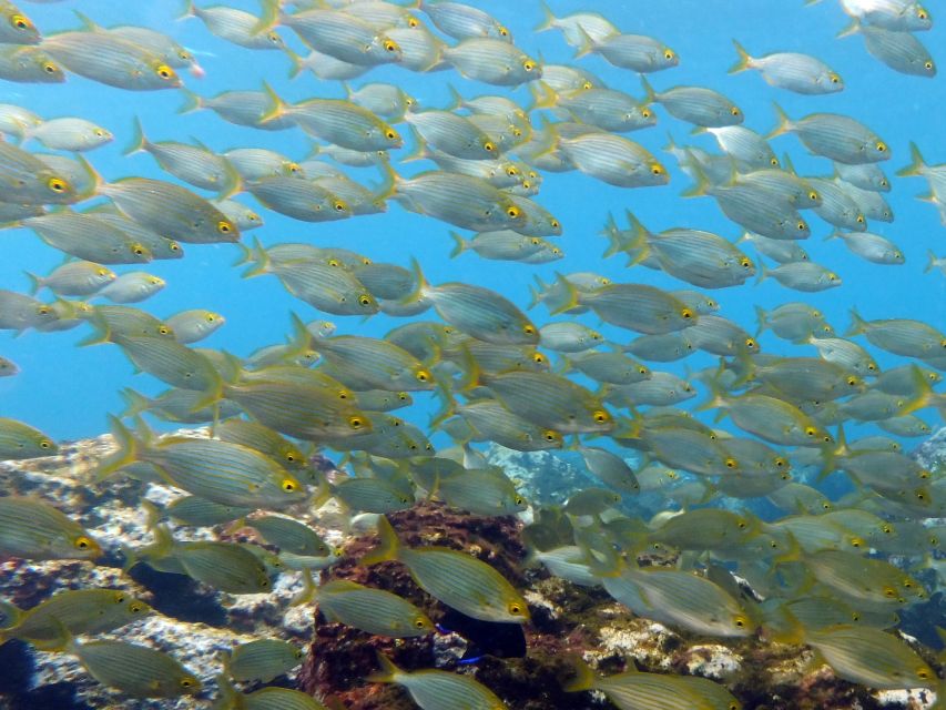 La Palma: SSI Try Scuba Program - Step 1 on land: gear, breathing, and confidence building
