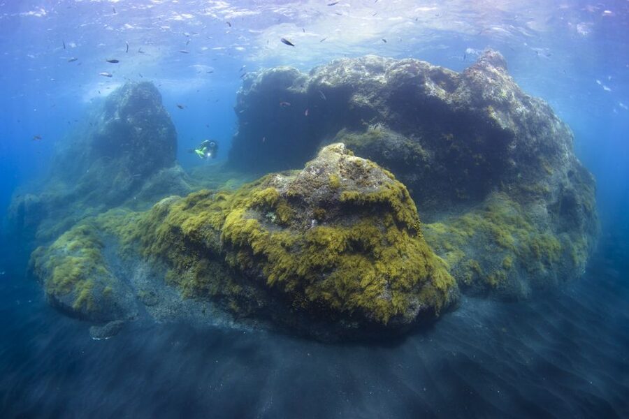 La Palma: SSI Try Scuba Program - What you’ll see underwater in La Palma