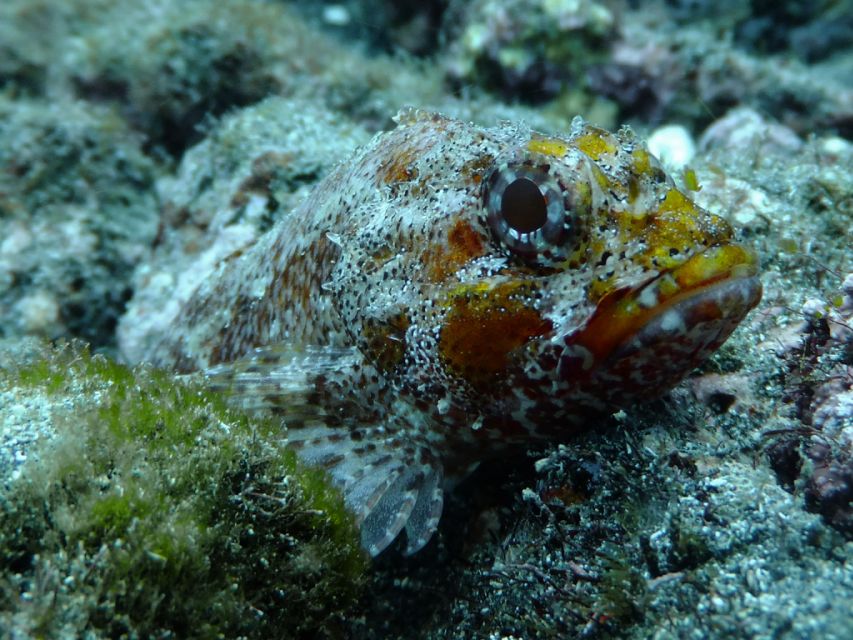La Palma: SSI Try Scuba Program - The instructor experience: clear support, not babysitting