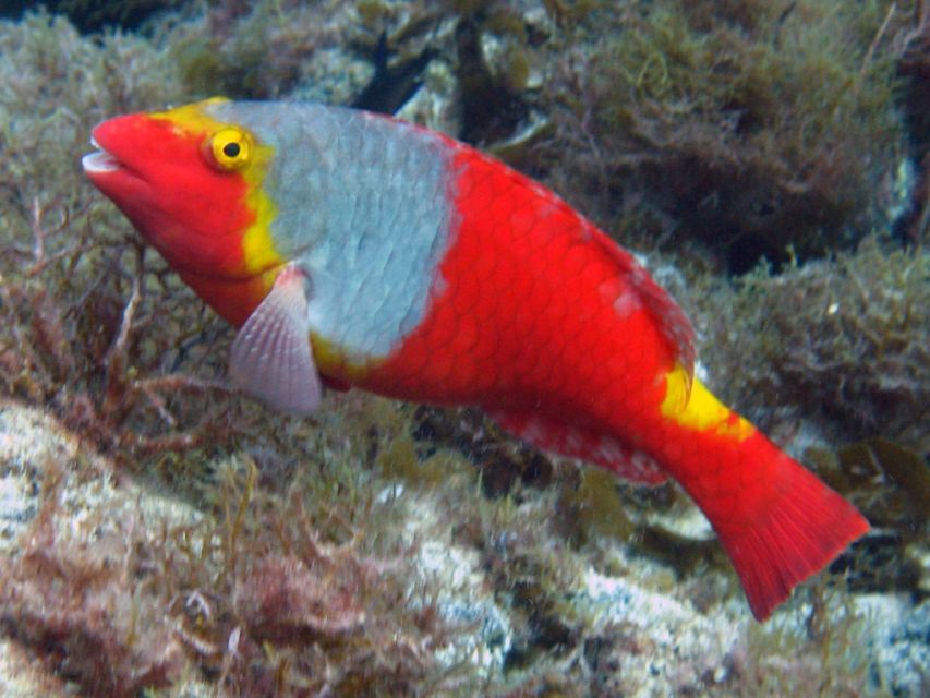La Palma: SSI Try Scuba Program - Timing and meeting points that actually make sense