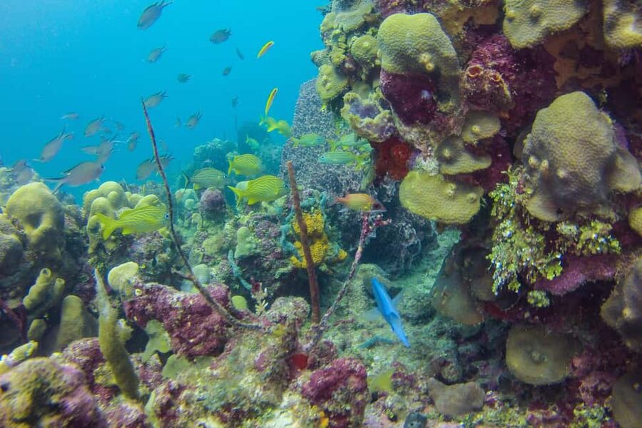 La Romana: Scuba Diving in Catalina Island - Price and value: is $175 fair for what you get?