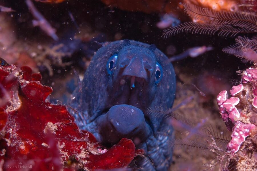 Lagos: Guided Scuba Diving Trip for Beginners - Quick hits before you book