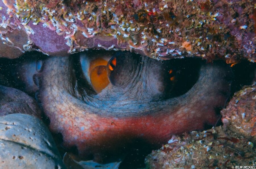 Lagos: Guided Scuba Diving Trip for Beginners - Underwater time: following your guide and spotting sea life