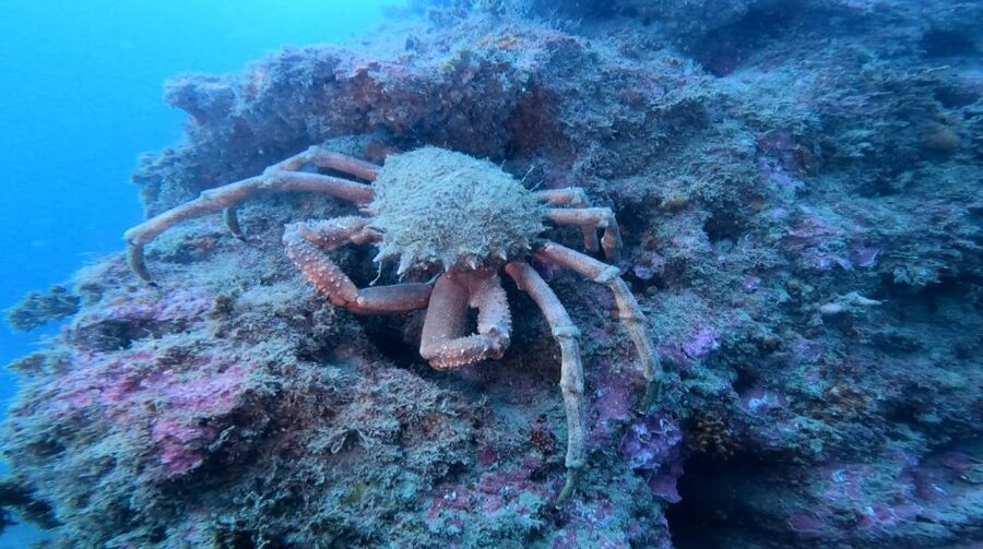 Lagos: Guided Scuba Diving Trip for Beginners - Coming up and the timing rule for flying
