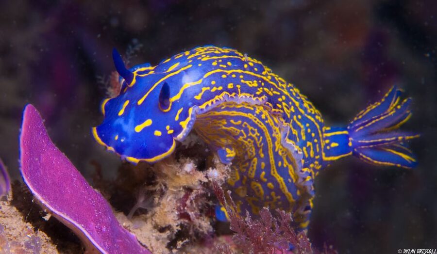 Lagos: Guided Scuba Diving Trip for Beginners - What to bring (and what you should not bring)