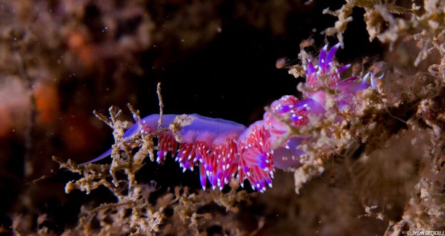 Lagos: Guided Scuba Diving Trip for Beginners - Who this trip suits best