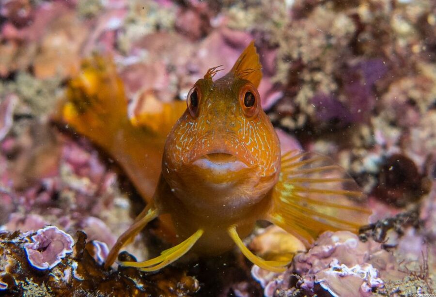 Lagos: Guided Scuba Diving Trip for Beginners - Getting ready with the right expectations