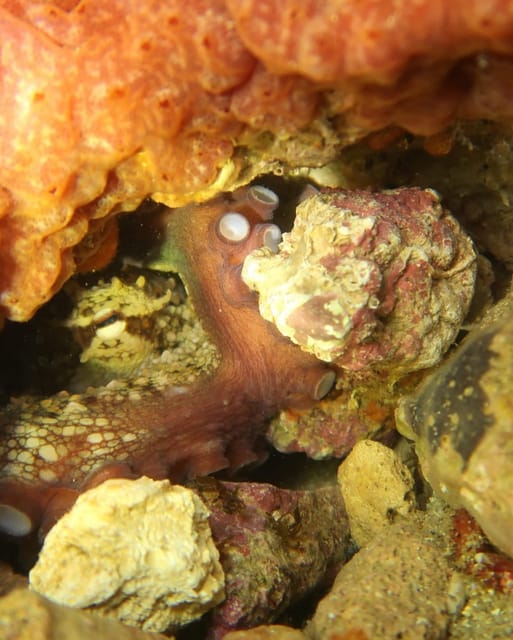 Lagos: Scuba Diving Experience for Beginners - Key takeaways