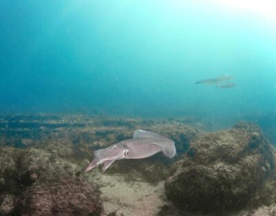 Lagos: Scuba Diving Experience for Beginners - The two-part schedule: pool in the afternoon, sea the next morning