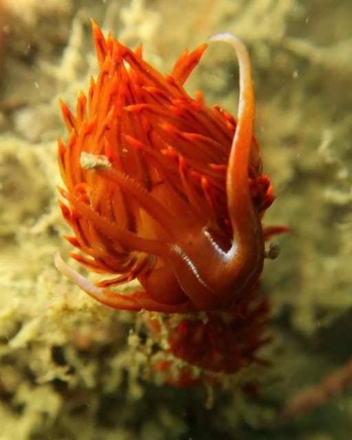 Lagos: Scuba Diving Experience for Beginners - Your ocean session: shallow-water exploration by boat