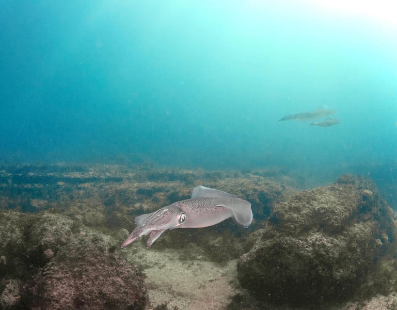 Lagos: Scuba Diving Experience for Beginners - The two-part schedule: pool in the afternoon, sea the next morning