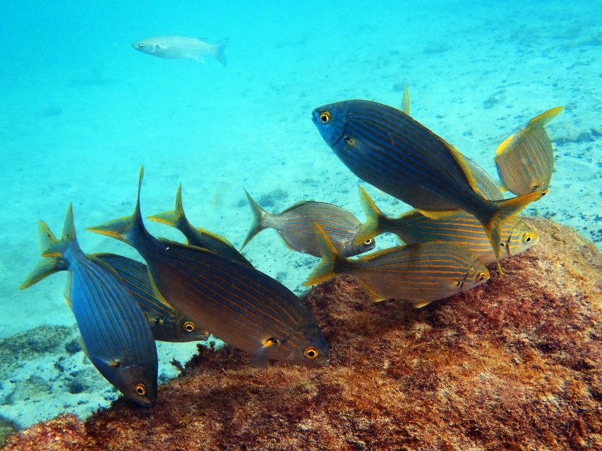 Lanzarote: 2-dive package in Playa Blanca - certified divers - What to listen for in the briefing (so you get more from the reefs)
