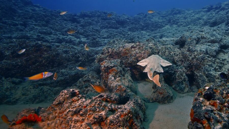 Lanzarote: 2-dive package in Playa Blanca - certified divers - Playa Flamingo house reef: fish schools, strong visibility, and silhouette spotting