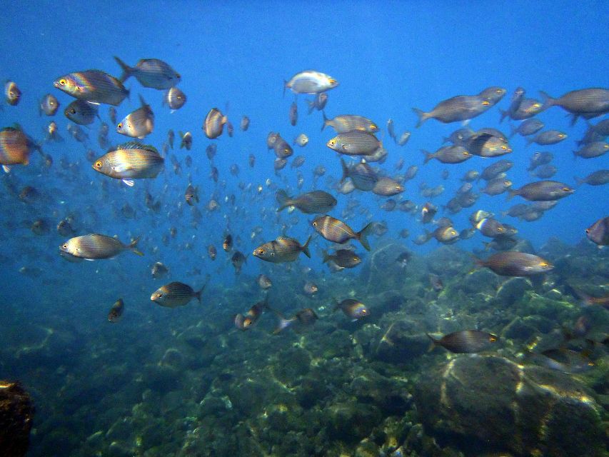 Lanzarote: 2-dive package in Playa Blanca - certified divers - Timanfaya Reef: a gentle current-assisted swim you can enjoy
