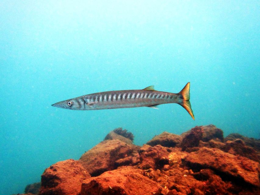 Lanzarote: 2-dive package in Playa Blanca - certified divers - Gear, insurance, and what you should pack (and what you can skip)