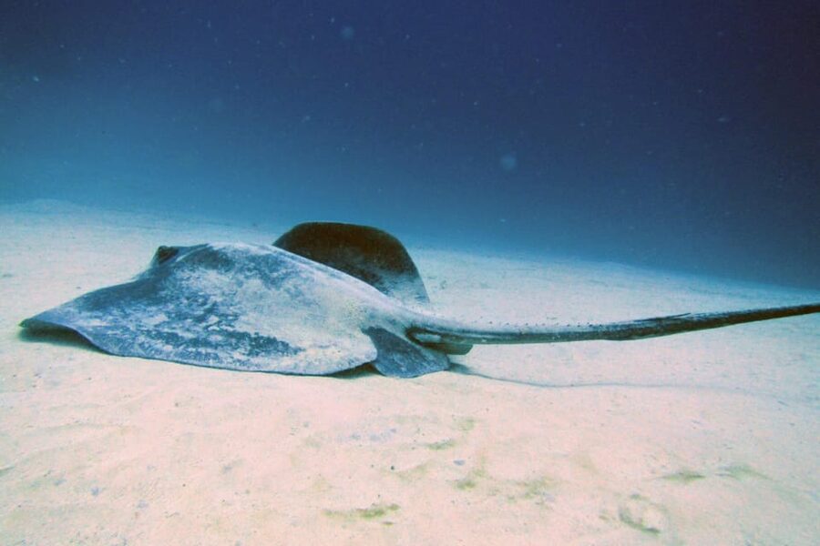 Lanzarote: 2 Guided Dives (Certified Divers Only) - Key things I’d focus on before you go