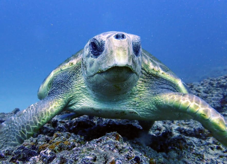 Lanzarote: 2 Guided Dives (Certified Divers Only) - What to bring so your morning stays easy