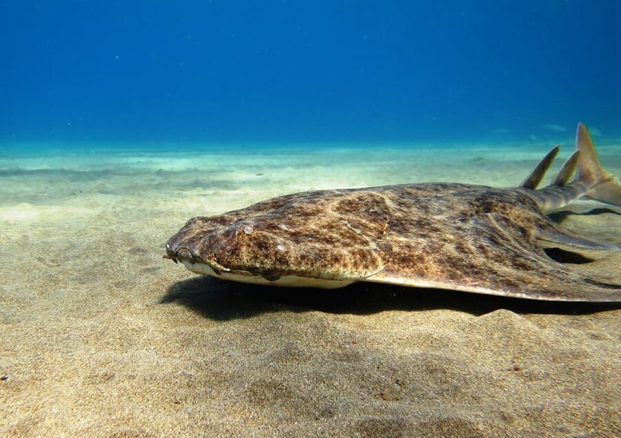 Lanzarote: 2 Guided Dives (Certified Divers Only) - Small groups, pro guidance, and clear planning that reduces stress