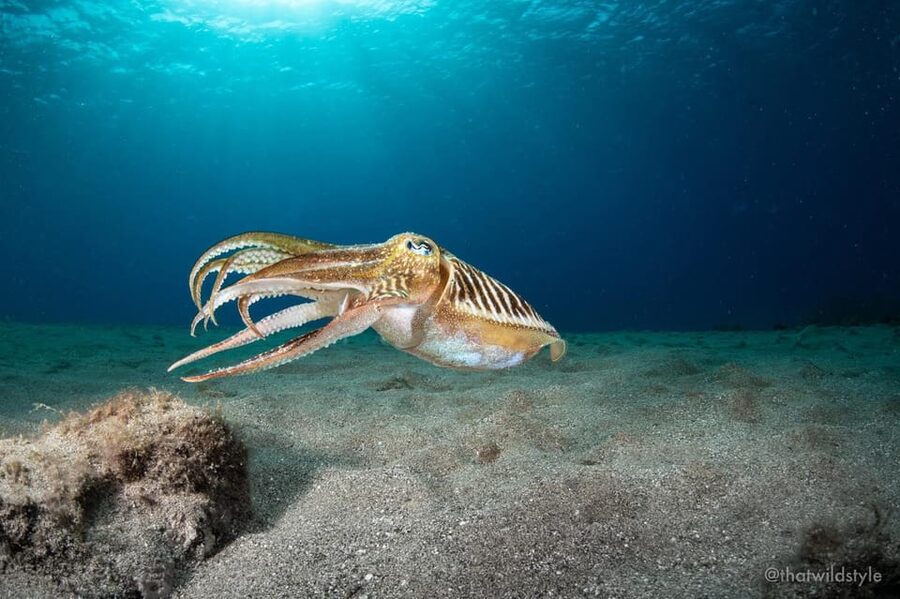 Lanzarote: 2 Guided Dives (Certified Divers Only) - First 50 minutes: wrecks, reefs, caves, and what the guide chooses for your group