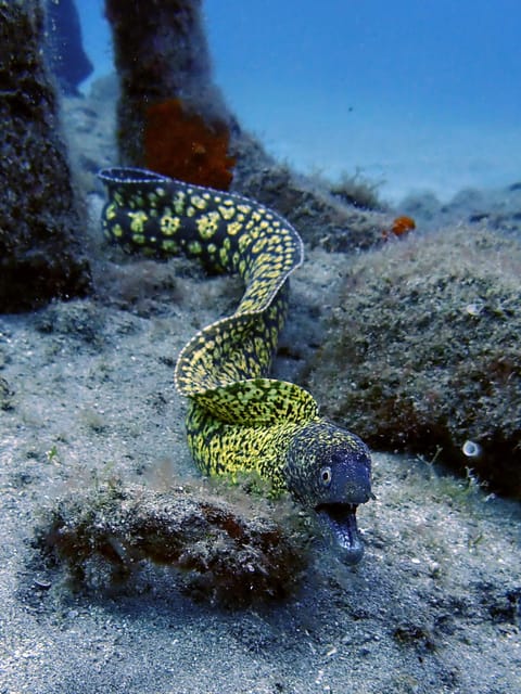 Lanzarote: 2 Guided Dives (Certified Divers Only) - Who this works for (and who should skip it)