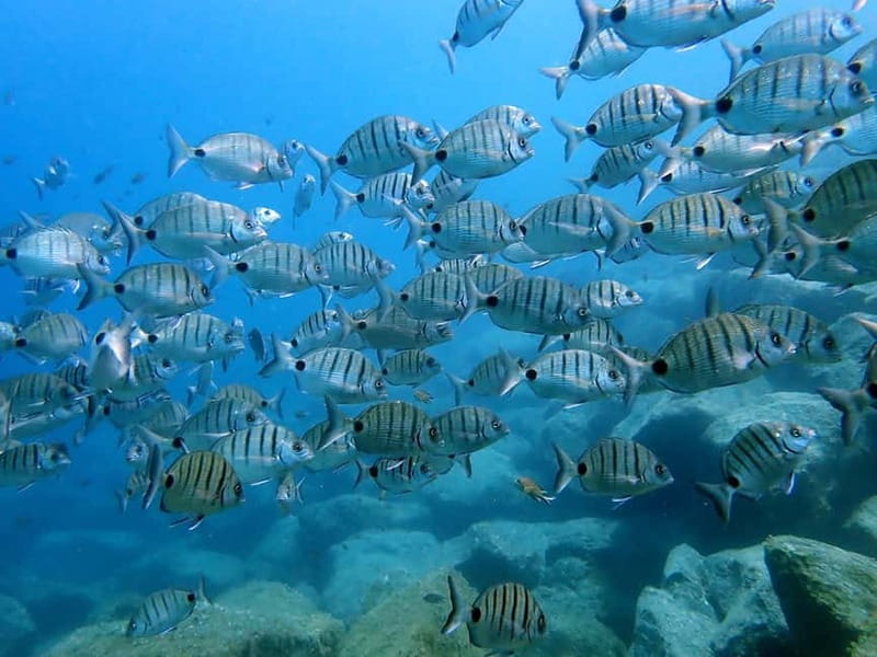 Lanzarote: Beginner Diving Course Costa Teguise (2 dives) - What to bring so the day runs smoothly