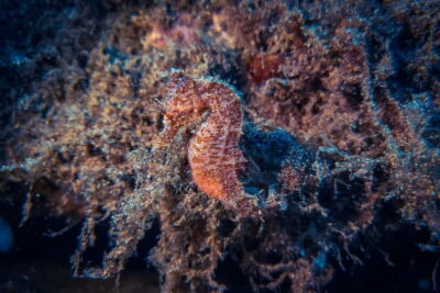 Lanzarote: Beginner Diving Course Costa Teguise (2 dives) - How the 5m and 12m sessions help you build confidence fast