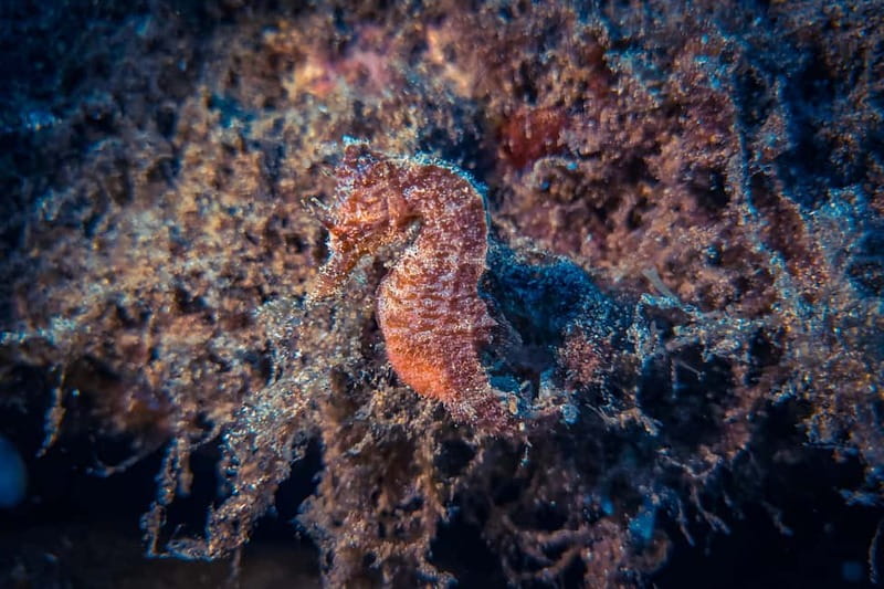 Lanzarote: Beginner Try Scuba Diving Costa Teguise (2 dives) - Costa Teguise pickup and Playa Chica start: what your day feels like