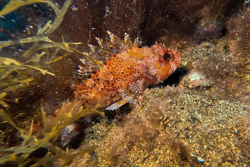 Lanzarote: Beginner Try Scuba Diving Costa Teguise (2 dives) - Beach break (about 1 hour): why you should actually use it
