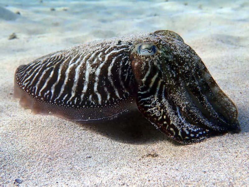 Lanzarote: Beginner Try Scuba Diving Costa Teguise (2 dives) - Session 2 (up to 12m): deeper water, calmer execution