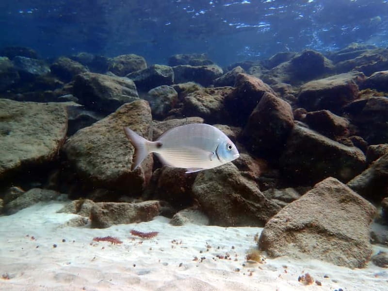 Lanzarote: Beginner Try Scuba Diving Costa Teguise (2 dives) - What marine life you might see around Lanzarote