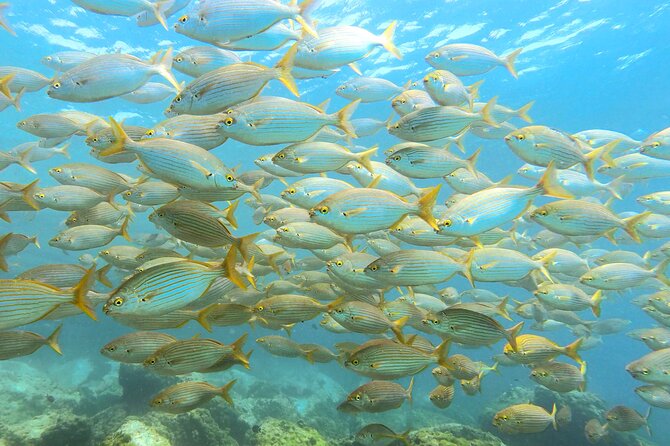 Lanzarote Introductory Scuba Diving Experience - The 2-hour flow: from paperwork to about 6 metres