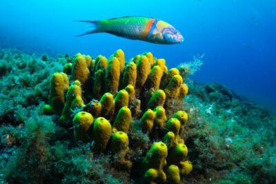 Lanzarote Introductory Scuba Diving Experience - Equipment included, but your comfort still matters