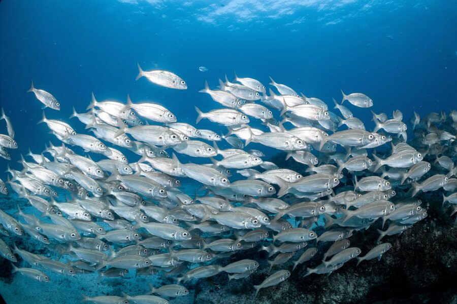 Lanzarote: Scuba Diving for Beginners with 2 Dives - Key things that make this experience worth your time
