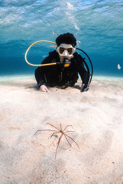 Lanzarote: Scuba Diving for Beginners with 2 Dives - The 5-hour flow: pickup, briefing, two sessions, and back again