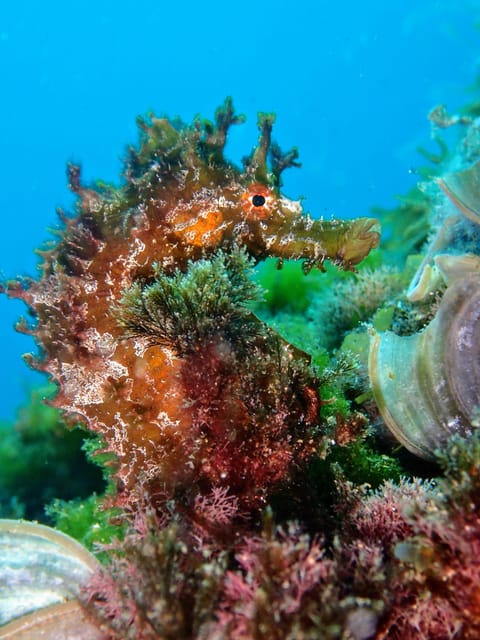 Lanzarote: Scuba Diving for Beginners with 2 Dives - Small-group coaching: why max 2 participants matters