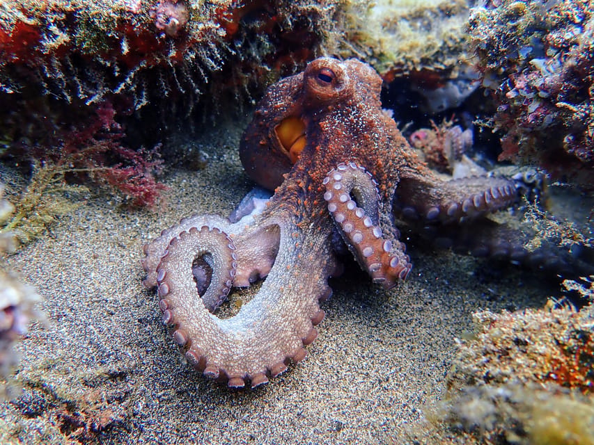 Lanzarote: Scuba Diving for Beginners with 2 Dives - Languages and instructor support you can actually use
