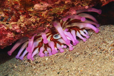 Lanzarote: Small Group Beginner Dive Course Costa Teguise - The 3-hour flow: from hotel pickup to your first fish sightings