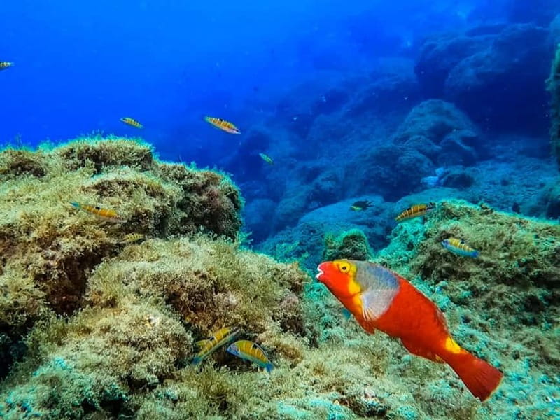 Lanzarote: Small-Group Discover Scuba Diving Costa Teguise - Why Costa Teguise works for a first scuba try