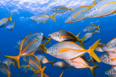 Lanzarote: Small-Group Discover Scuba Diving Costa Teguise - From hotel pickup to a no-rush 20-minute safety briefing