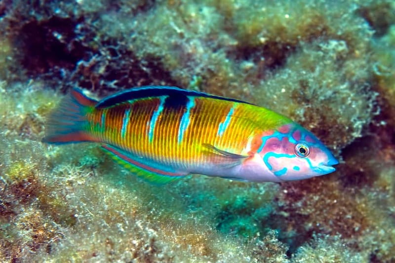Lanzarote: Small-Group Discover Scuba Diving Costa Teguise - Small groups, friendly instructors, and clear coaching