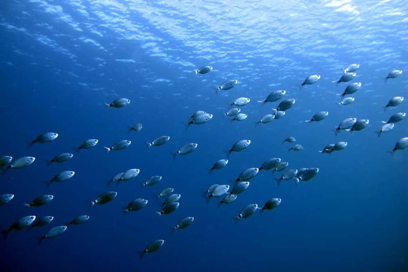 Lanzarote: Small-Group Discover Scuba Diving Costa Teguise - Who should book this—and who should skip it