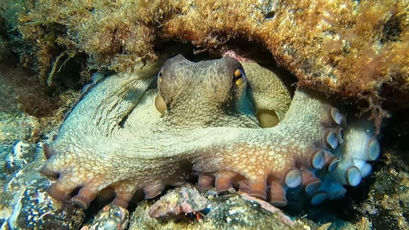 Lanzarote: Small-Group Discover Scuba Diving Costa Teguise - Booking tips so your first underwater session goes smoothly
