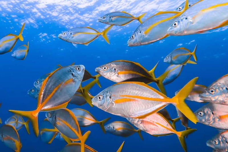 Lanzarote: Small-Group Discover Scuba Diving Costa Teguise - From hotel pickup to a no-rush 20-minute safety briefing