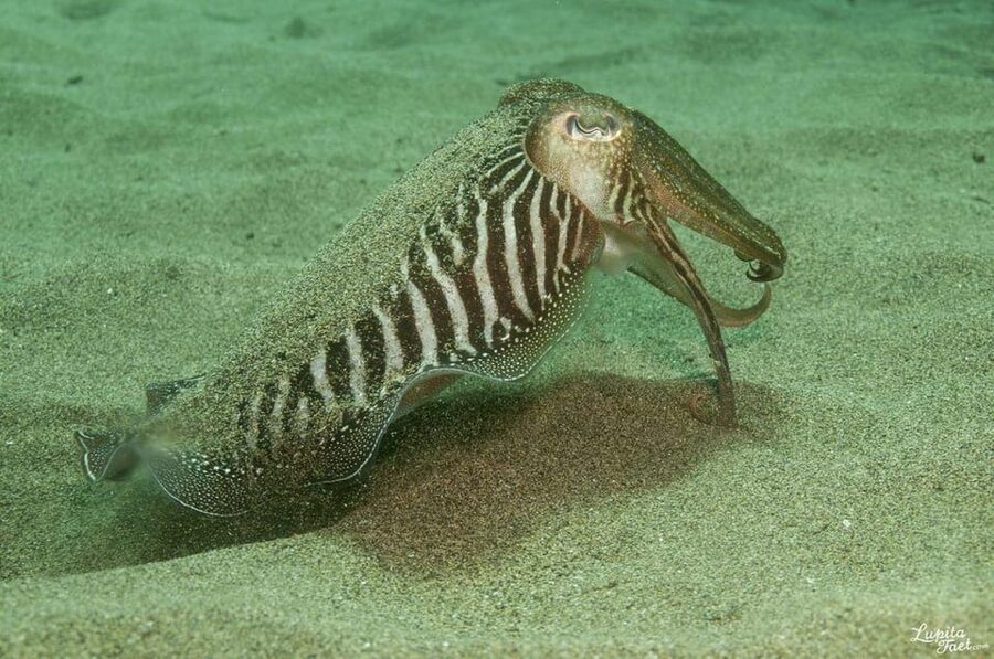 Lanzarote: Try Scuba Diving Experience - The 2–3 Hour Flow: What You Do From Start to Finish