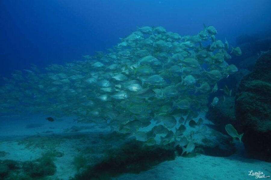 Lanzarote: Try Scuba Diving Experience - Your Choice: 5 Meters vs 12 Meters (and What It Means)