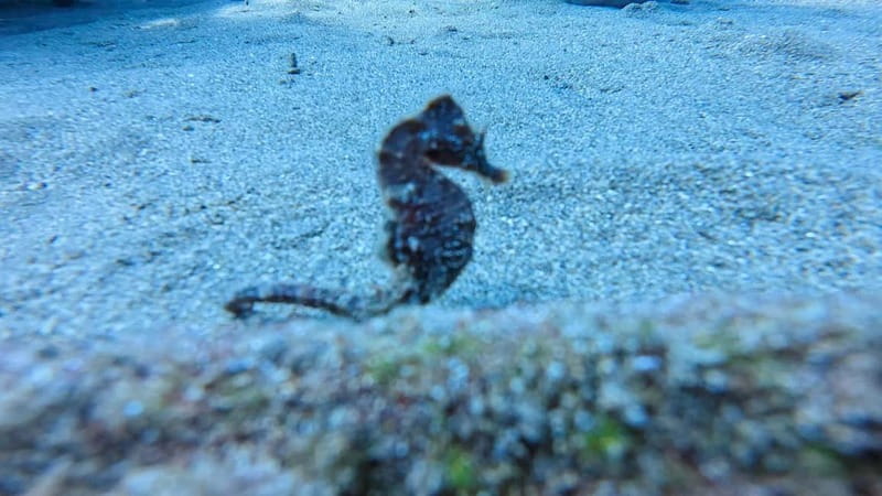 Lanzarote Your First Scuba Diving Experience - Who you’ll meet under the guidance: Mauro, Amanda, Sergio, and Jake