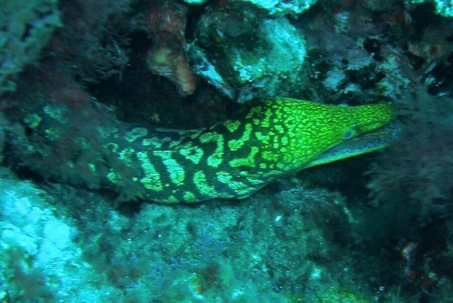 Las Canteras Scuba Diving - Key things you’ll notice before booking