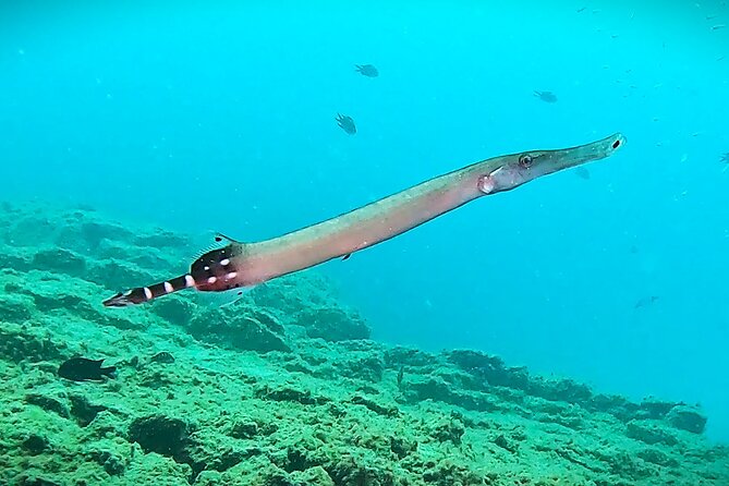 Learn Scuba Diving in Tenerife with Photos Included - Your certification outcome: what you can do afterward