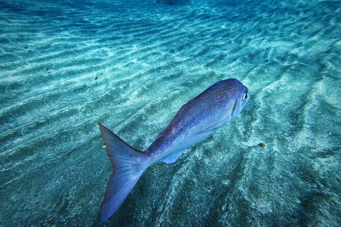Learn Scuba Diving in Tenerife with Photos Included - Equipment, safety, and the real reason the course feels structured